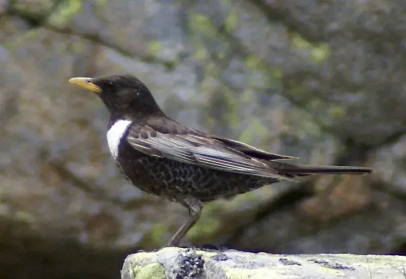 Harthope valley Northumberland. Birdwatching sites in Northumberland