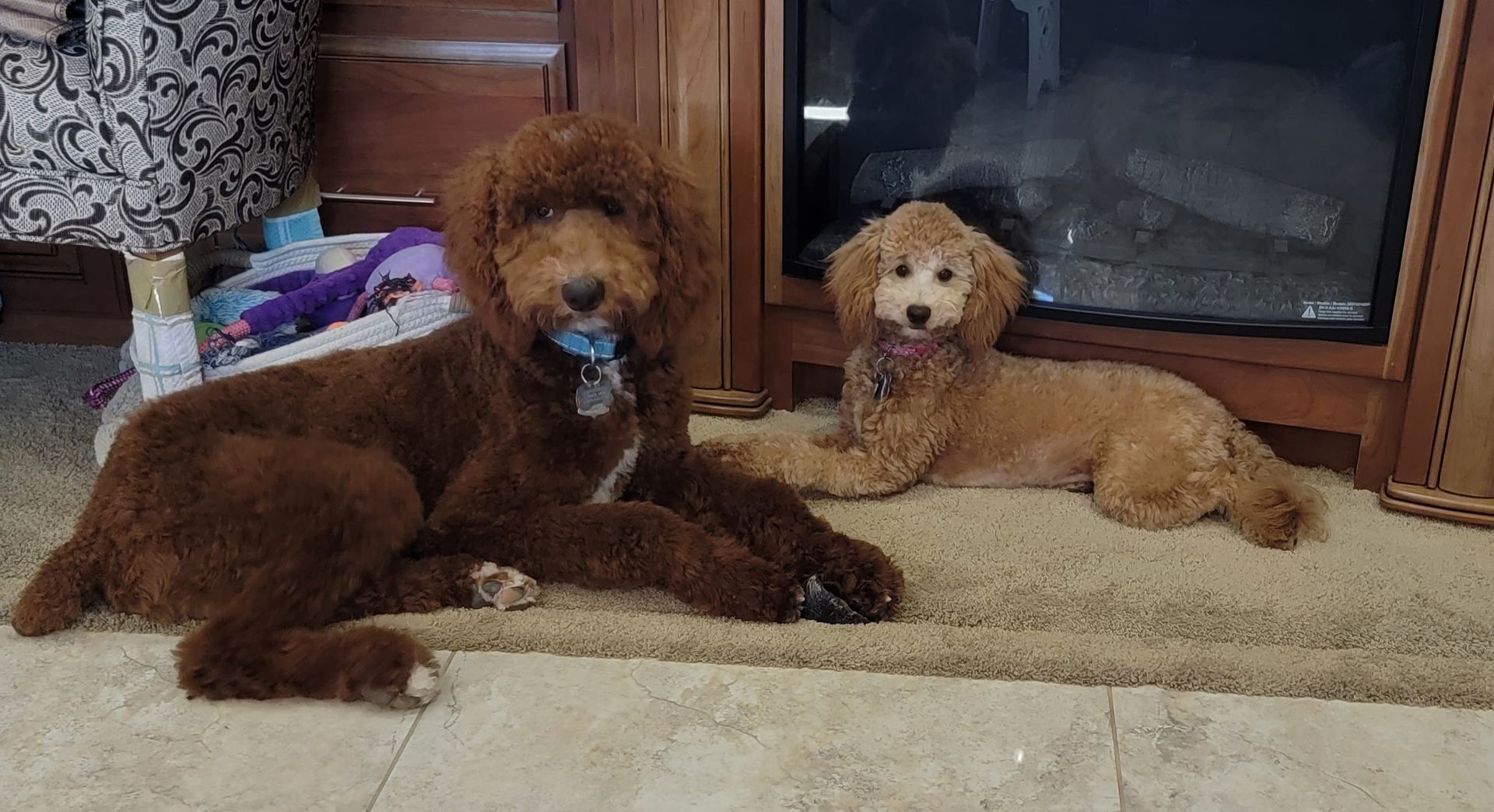 Two dogs are laying on the floor in front of a fireplace.