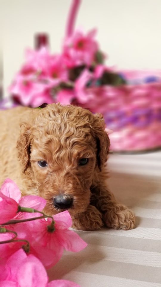A puppy is laying on a table next to pink flowers.