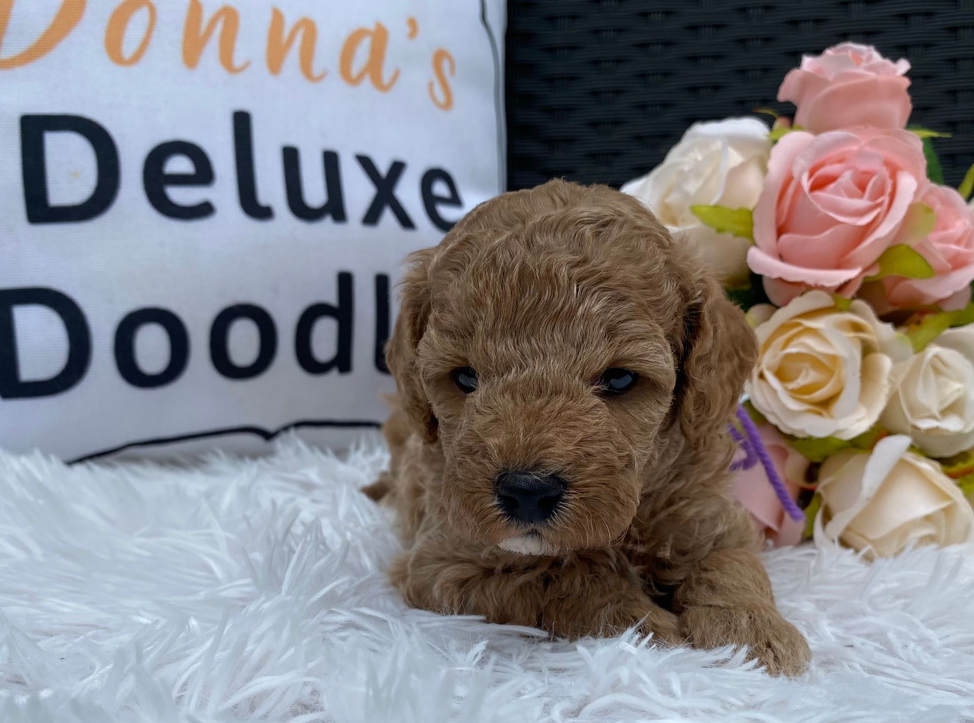 A puppy is laying on a blanket next to a sign that says donna 's deluxe doodle