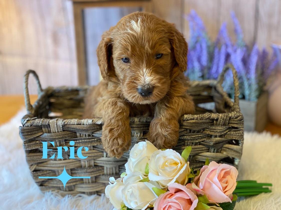 A brown puppy is sitting in a basket with flowers.