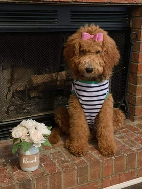 A brown dog wearing a pink bow is sitting in front of a fireplace.