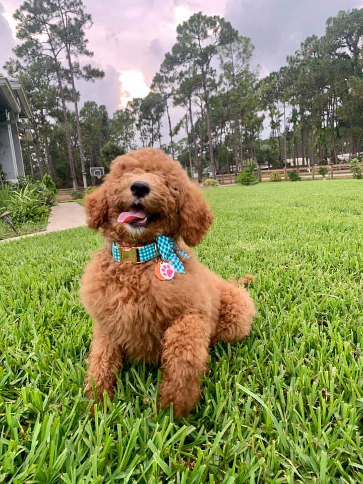 A brown poodle wearing a blue bow tie is sitting in the grass.