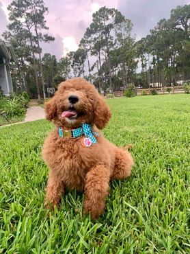 A brown poodle wearing a blue bow tie is sitting in the grass.