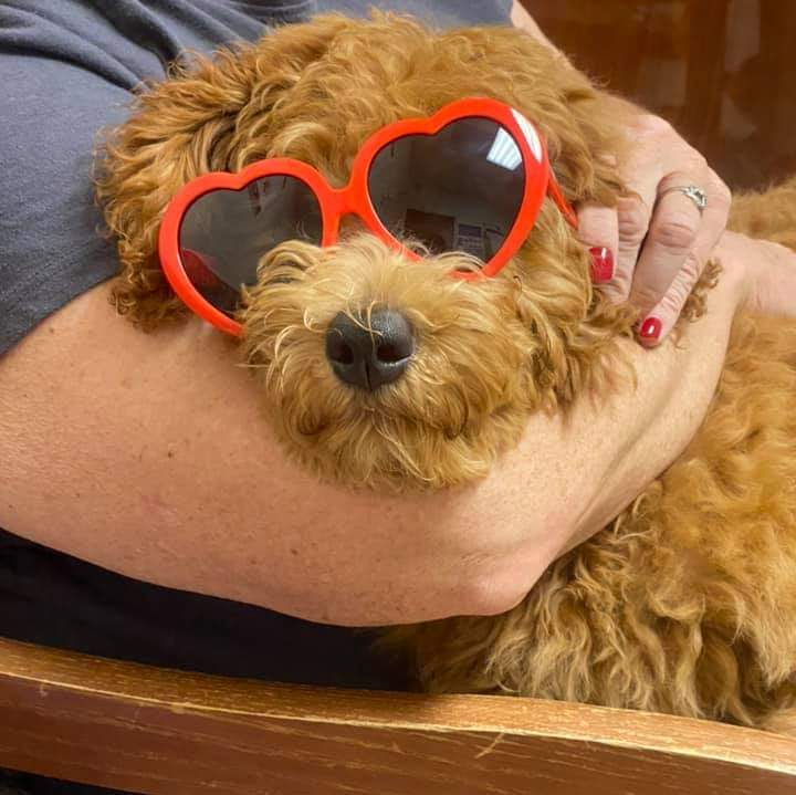 A person is holding a dog wearing heart shaped sunglasses