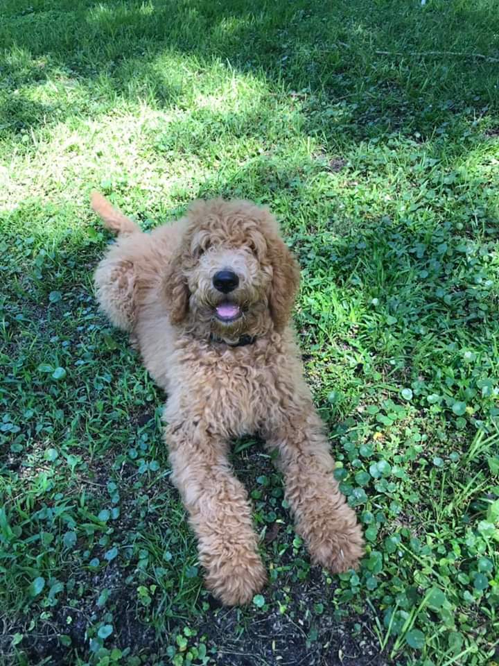 A small brown dog is laying in the grass with its tongue out.