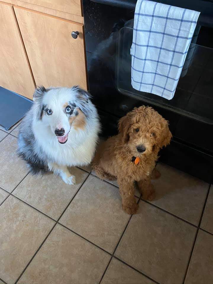 Two dogs are sitting next to each other on a tiled floor in a kitchen.