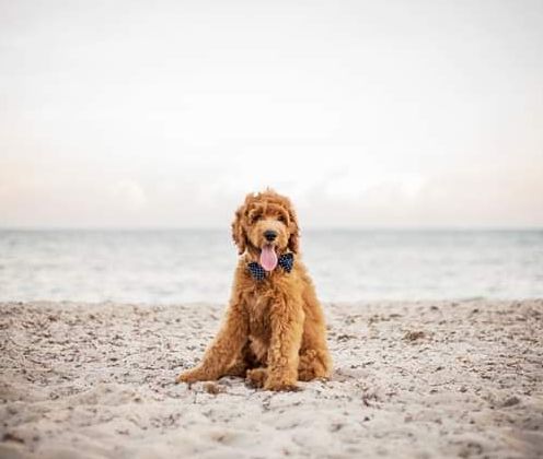 A dog is sitting on the beach with its tongue hanging out.