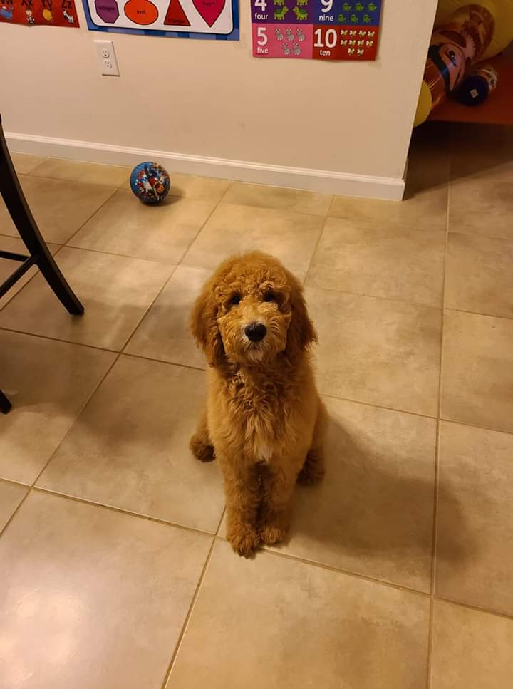 A small brown dog is sitting on a tiled floor in a room.