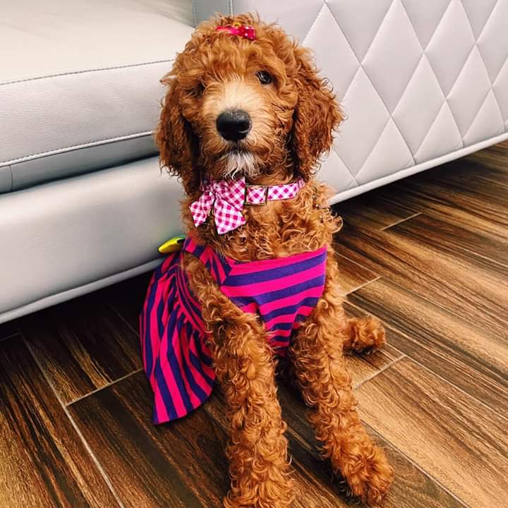 A poodle wearing a dress and bow tie is sitting on the floor next to a couch.