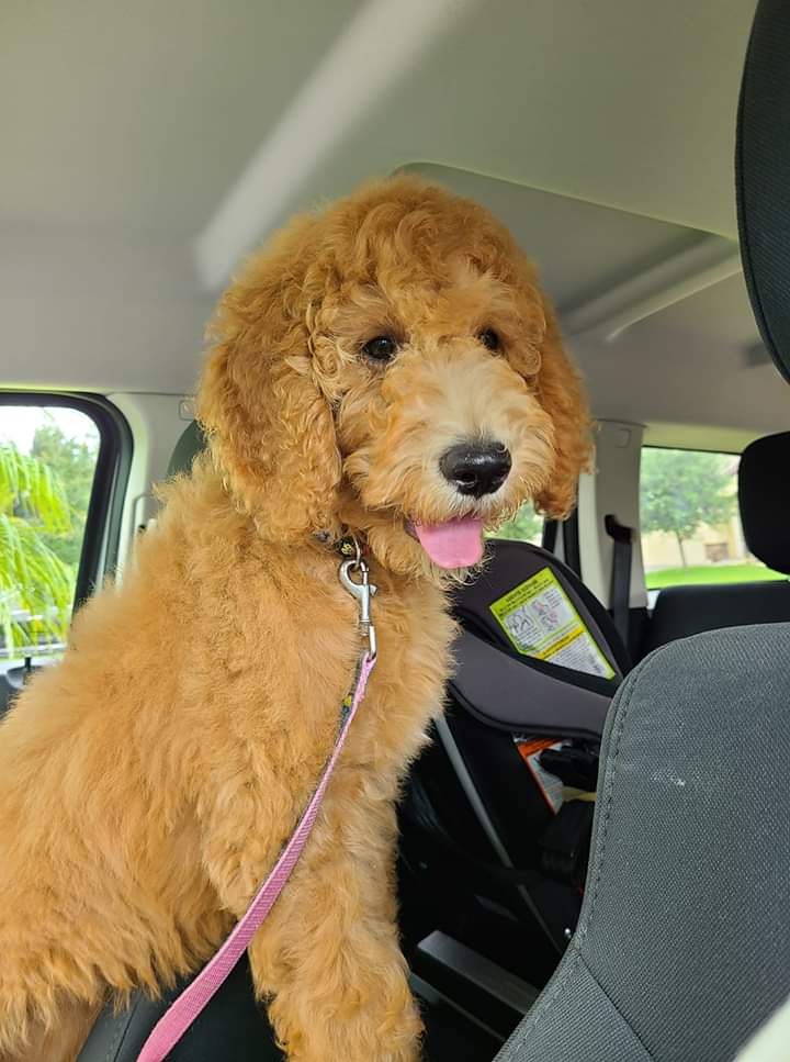 A poodle puppy is sitting in the back seat of a car.