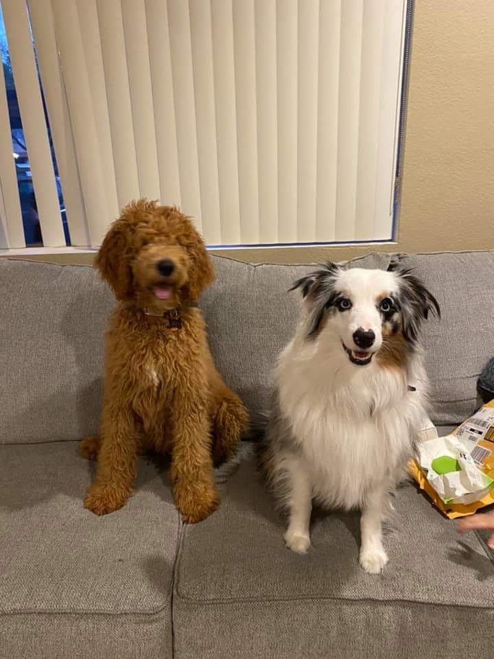 Two dogs are sitting next to each other on a couch.