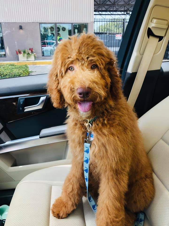 Moyen goldendoodle 2024