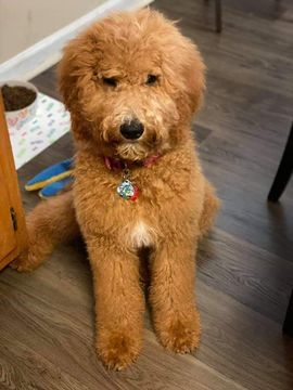 A small brown dog is sitting on a wooden floor.