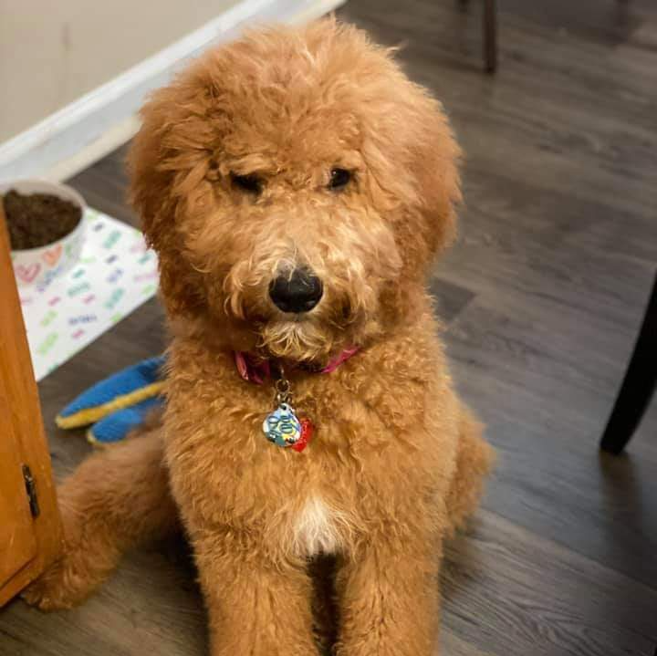A brown dog is sitting on a wooden floor next to a bowl of food.