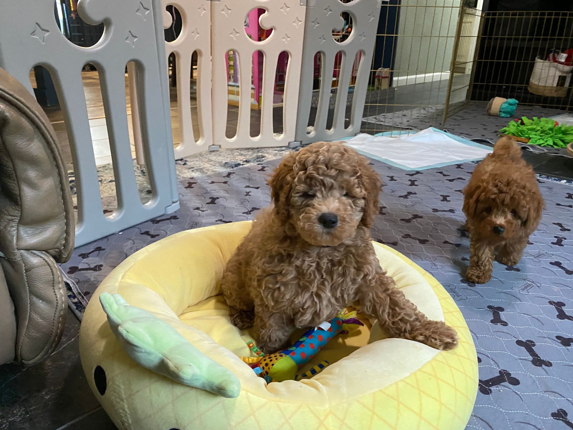 A brown poodle puppy is sitting in a yellow dog bed.