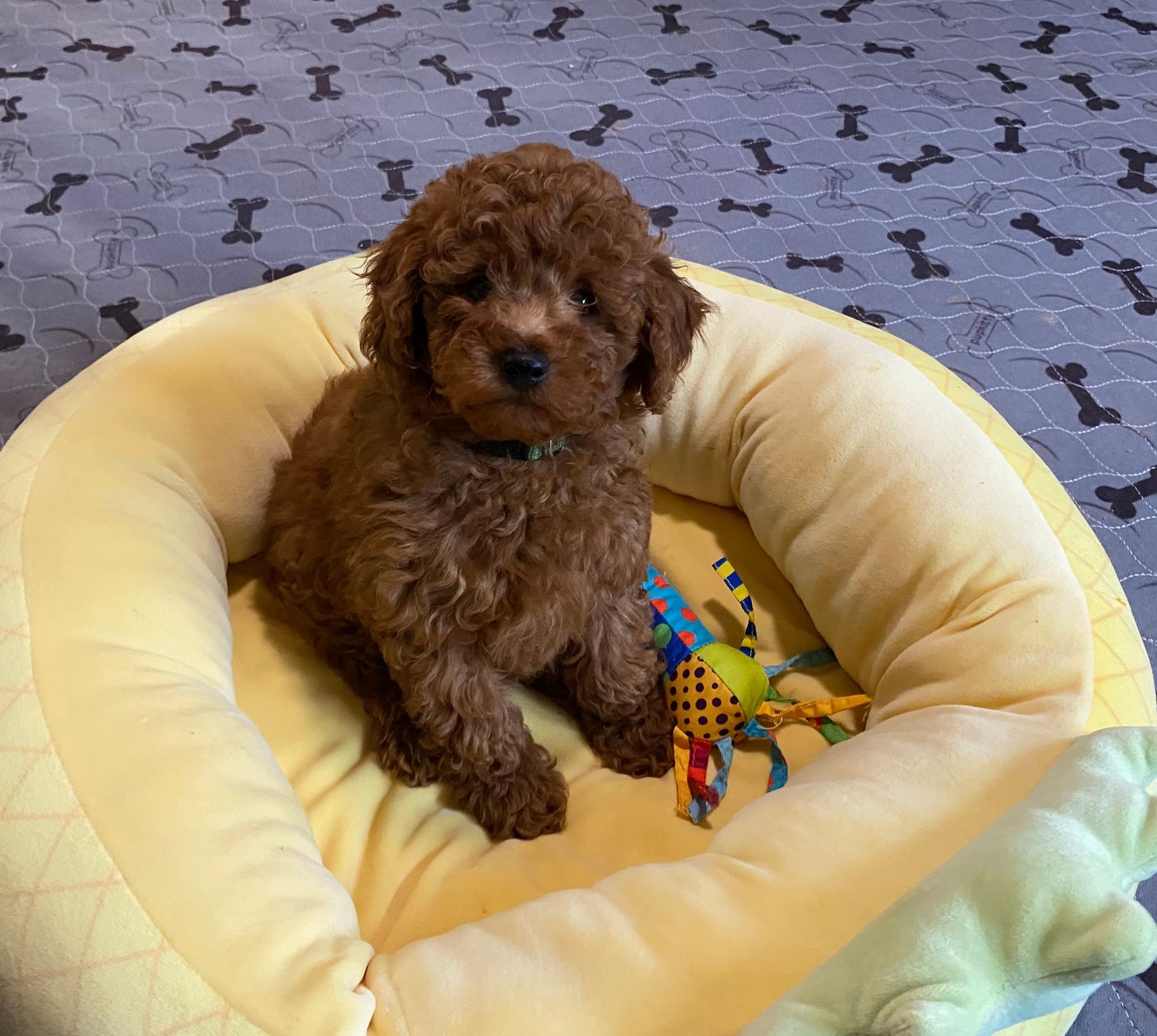 A brown puppy is sitting in a yellow dog bed