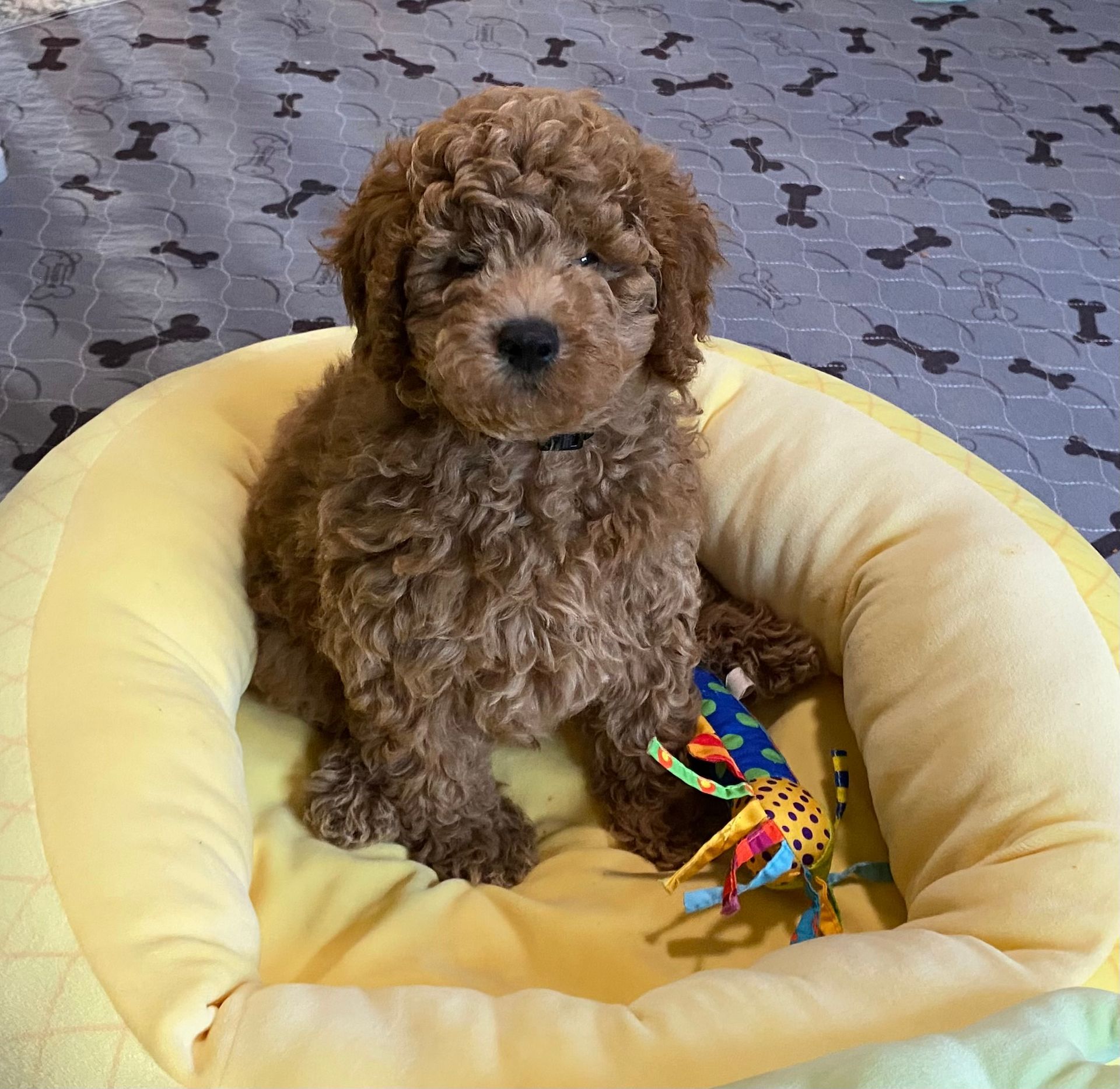 A small brown dog is sitting in a yellow dog bed