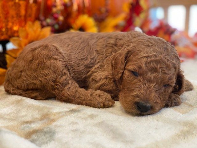 A brown poodle puppy is sleeping on a blanket on a bed.