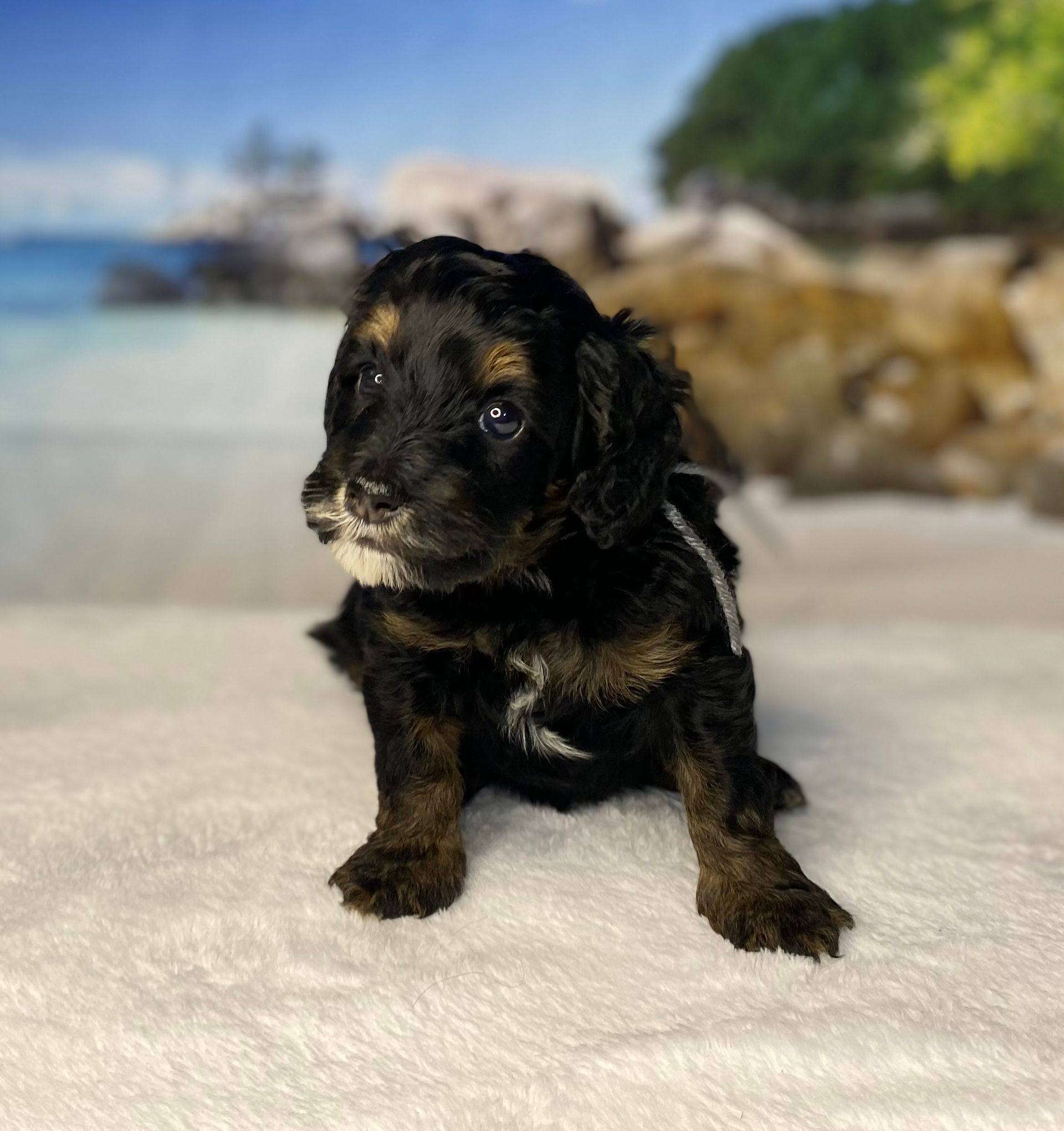 A black and brown puppy is sitting on a white blanket.