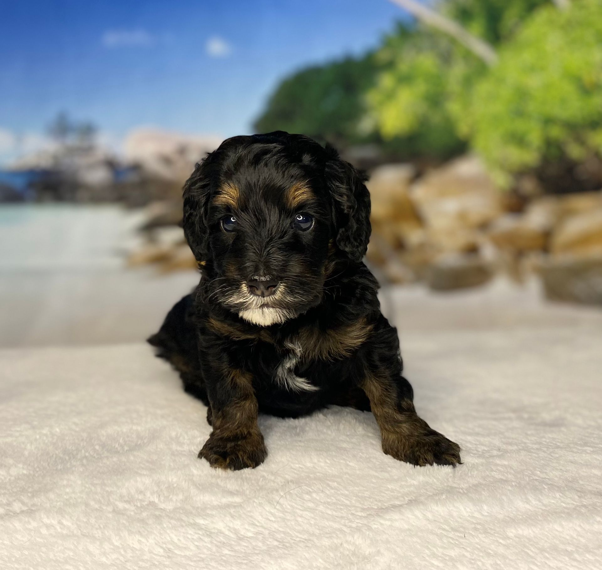 A small black and brown puppy is laying on a white blanket.