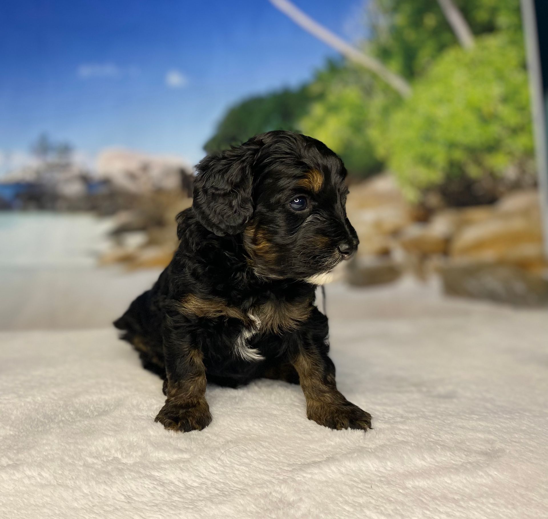 A small black and brown puppy is sitting on a white blanket