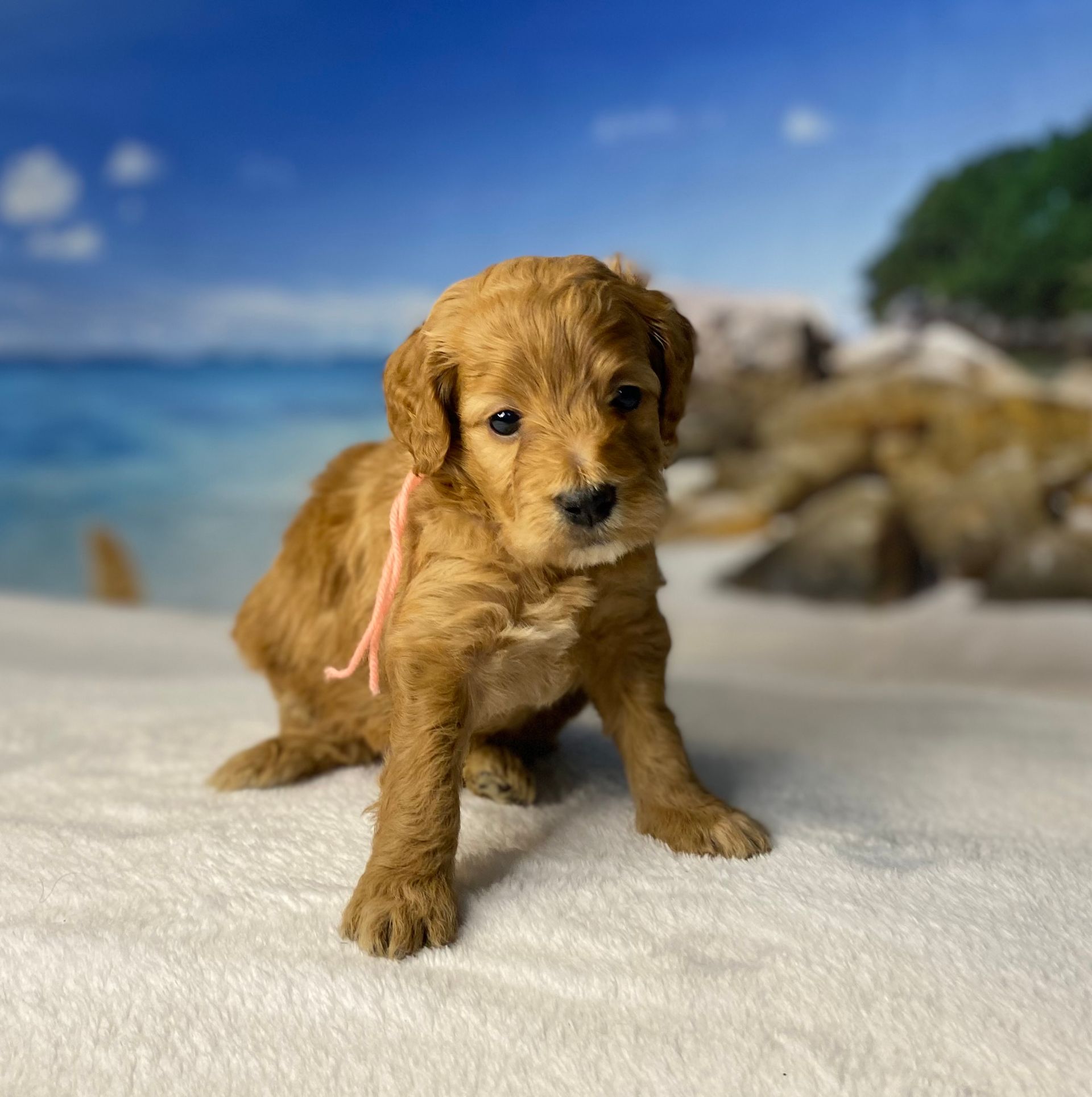 A brown puppy with a pink ribbon around its neck is sitting on a white blanket on a beach.