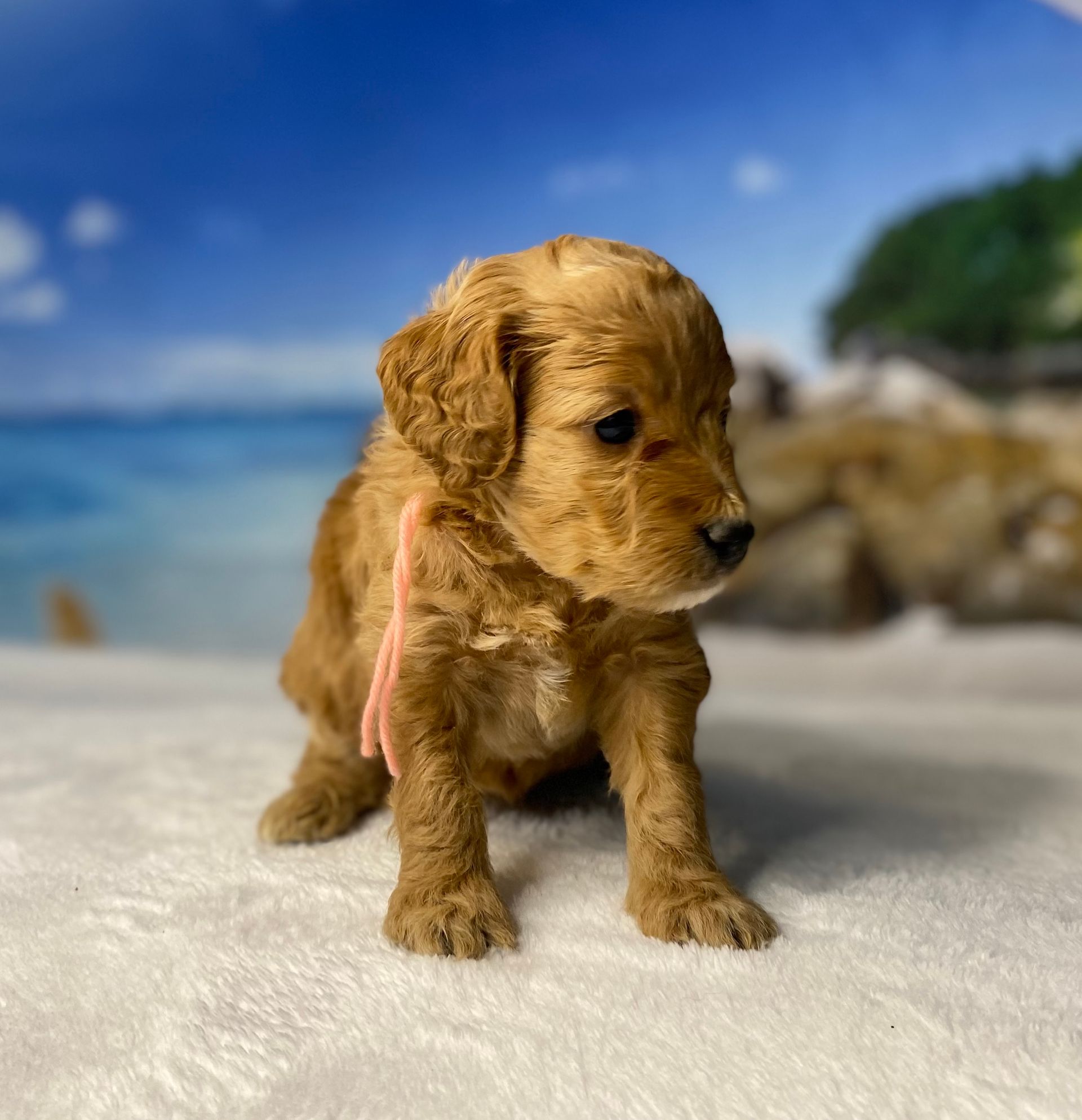 A small brown puppy with a pink ribbon around its neck is sitting on a white blanket.