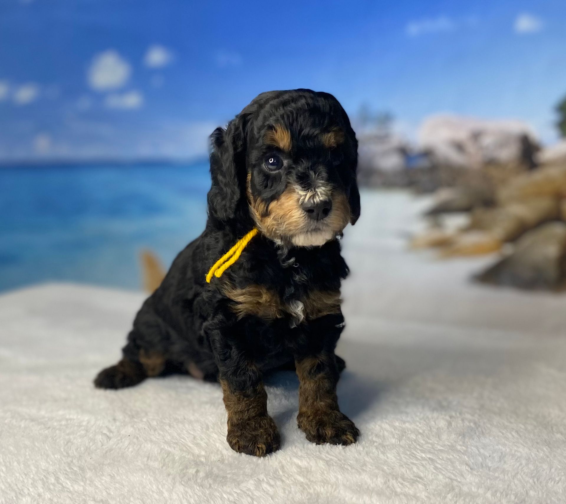 A black and brown puppy with a yellow ribbon around its neck