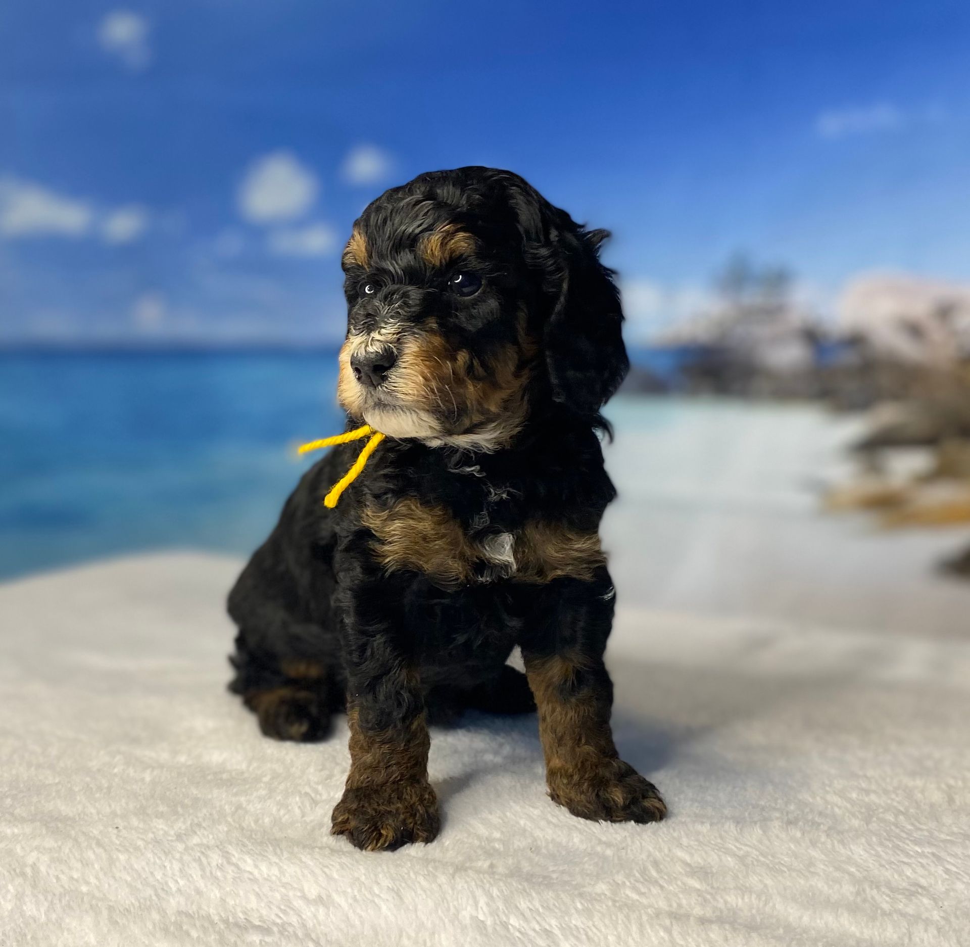 A black and brown puppy with a yellow ribbon around its neck is sitting on a blanket.