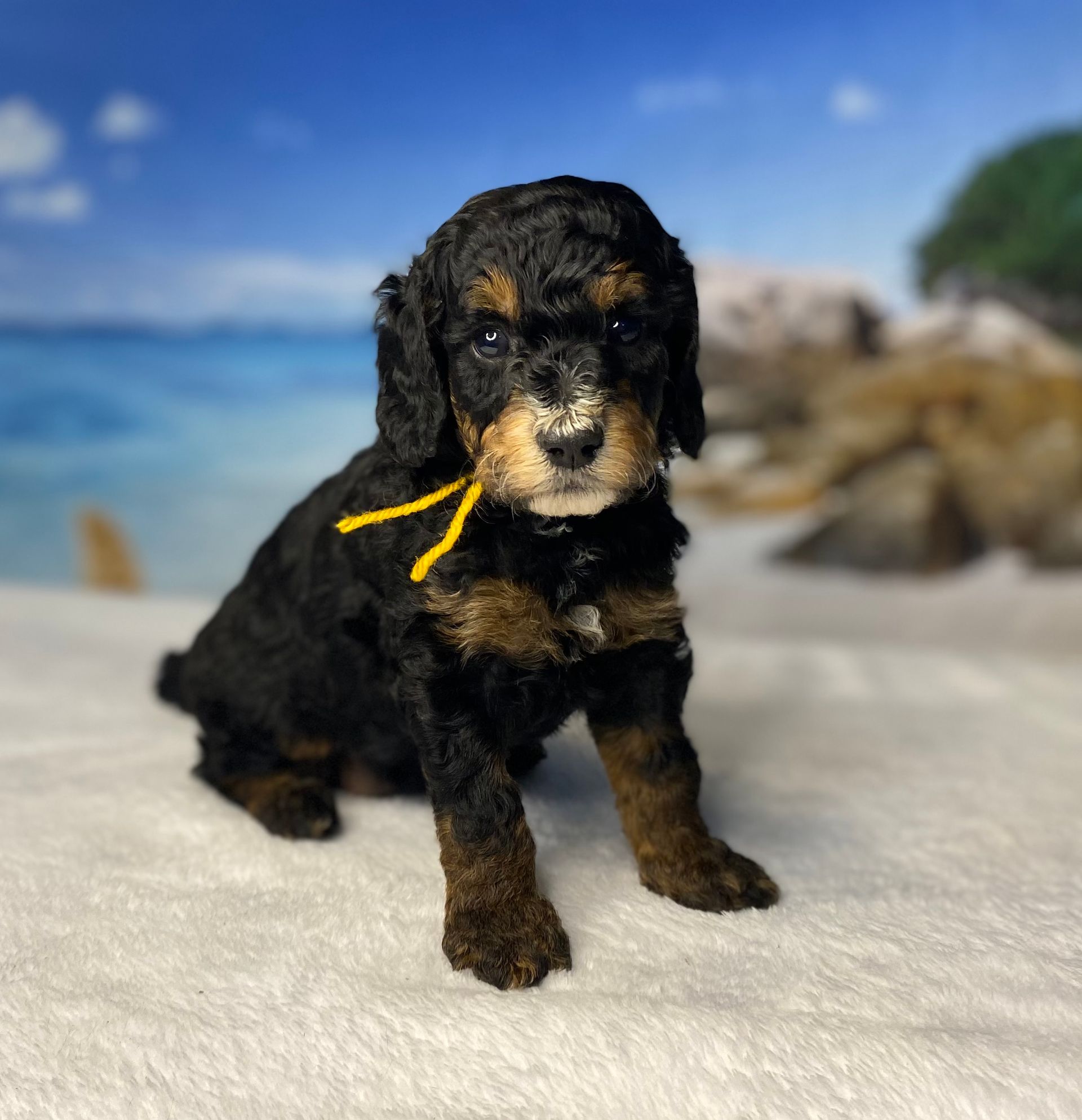 A black and brown puppy with a yellow ribbon around its neck