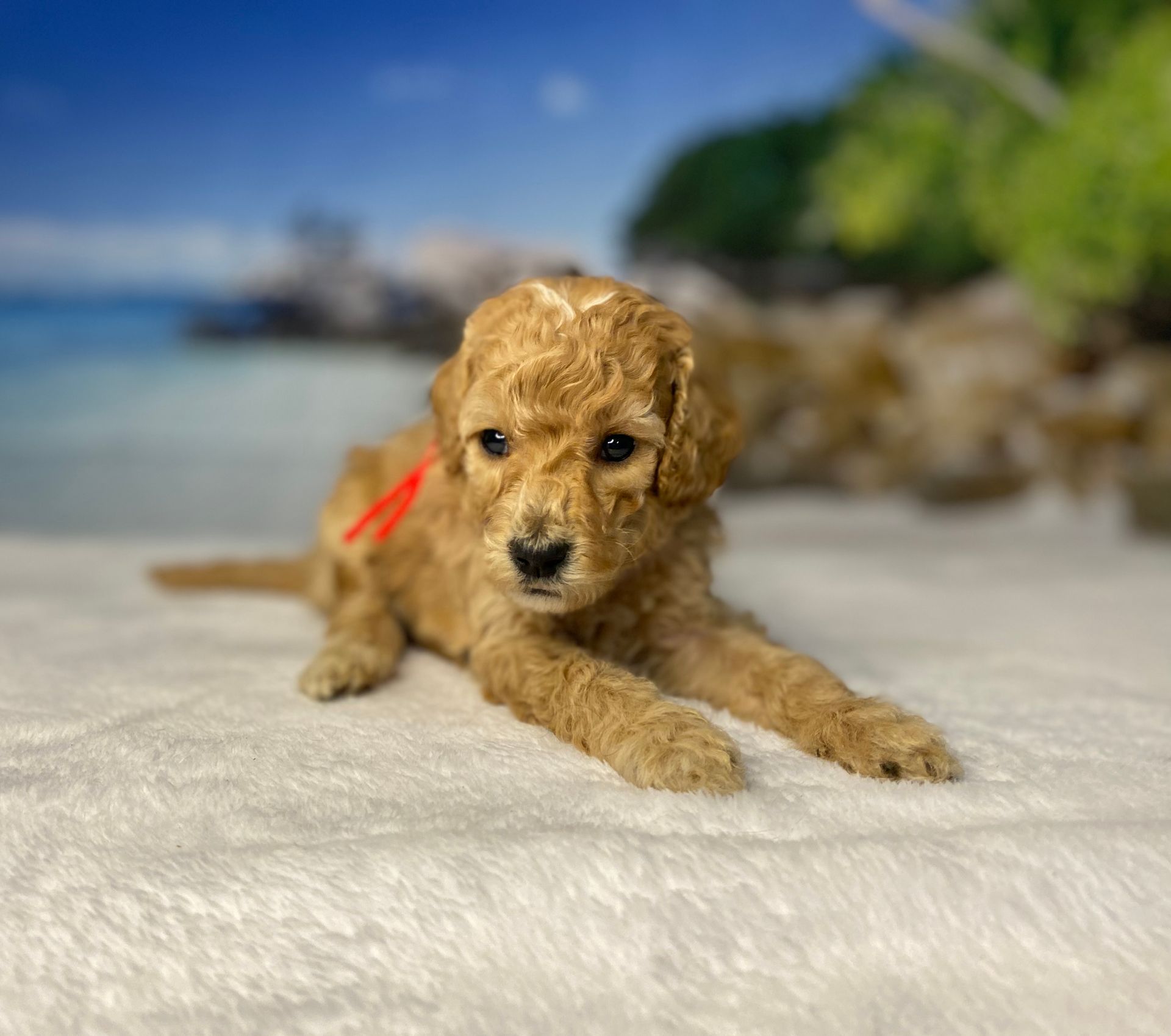 A brown poodle puppy with a red ribbon around its neck is laying on a white blanket.