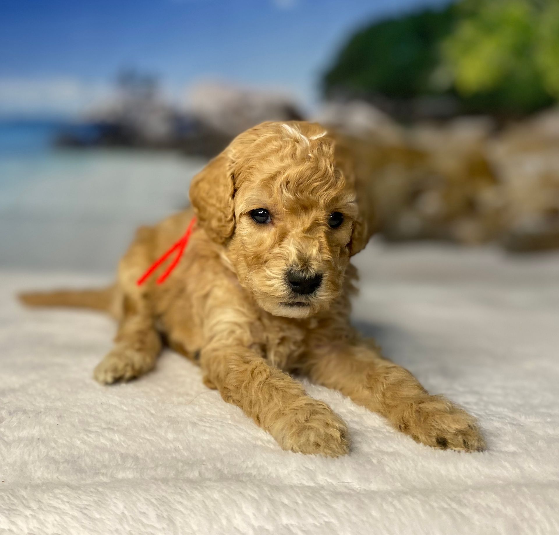 A small puppy with a red ribbon around its neck is laying on a blanket.