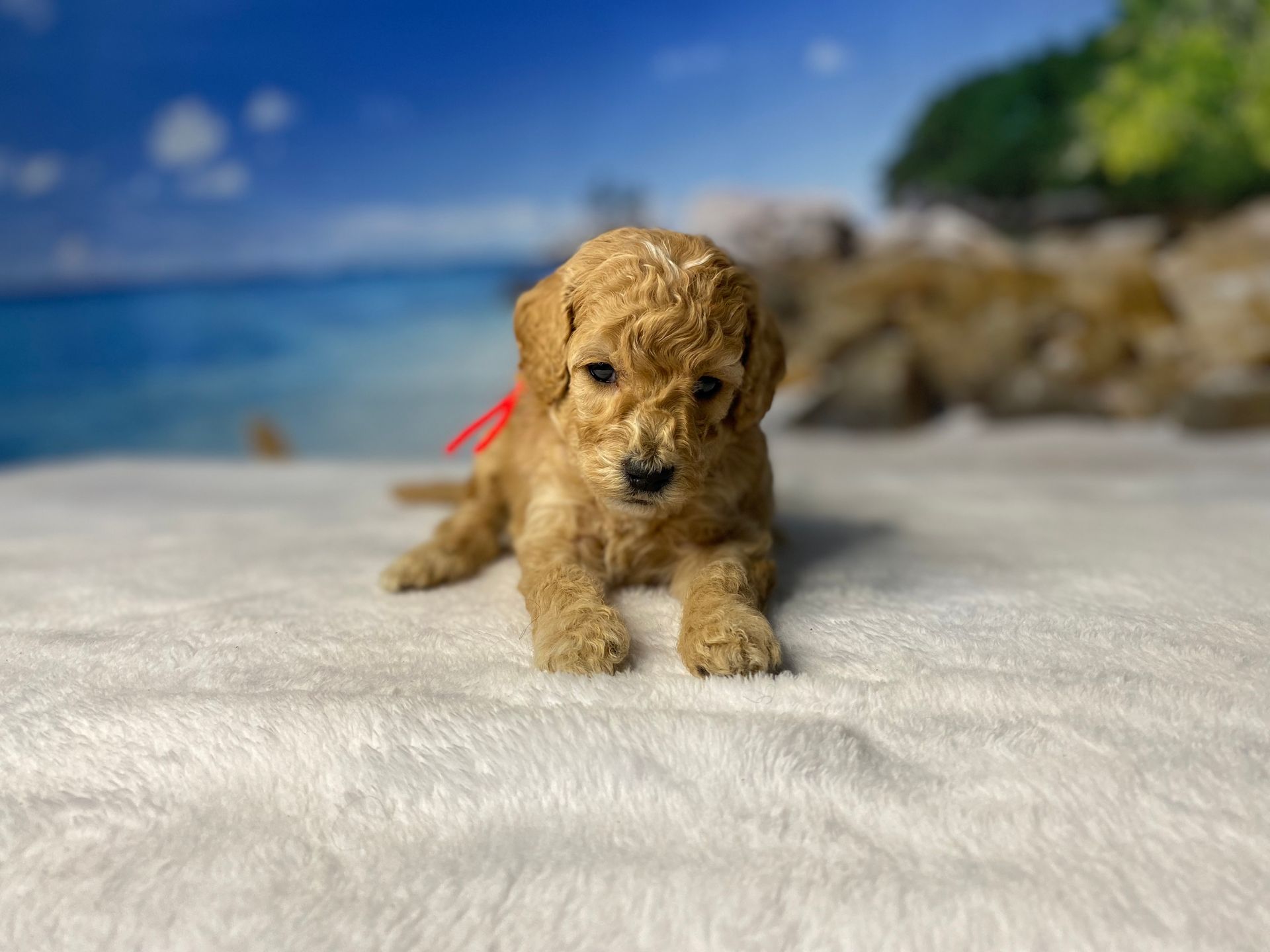 A small poodle puppy with a red bow is laying on a blanket on the beach.