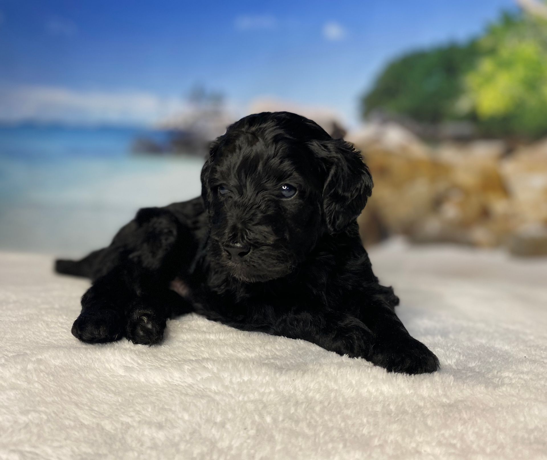 A small black puppy is laying on a white blanket.