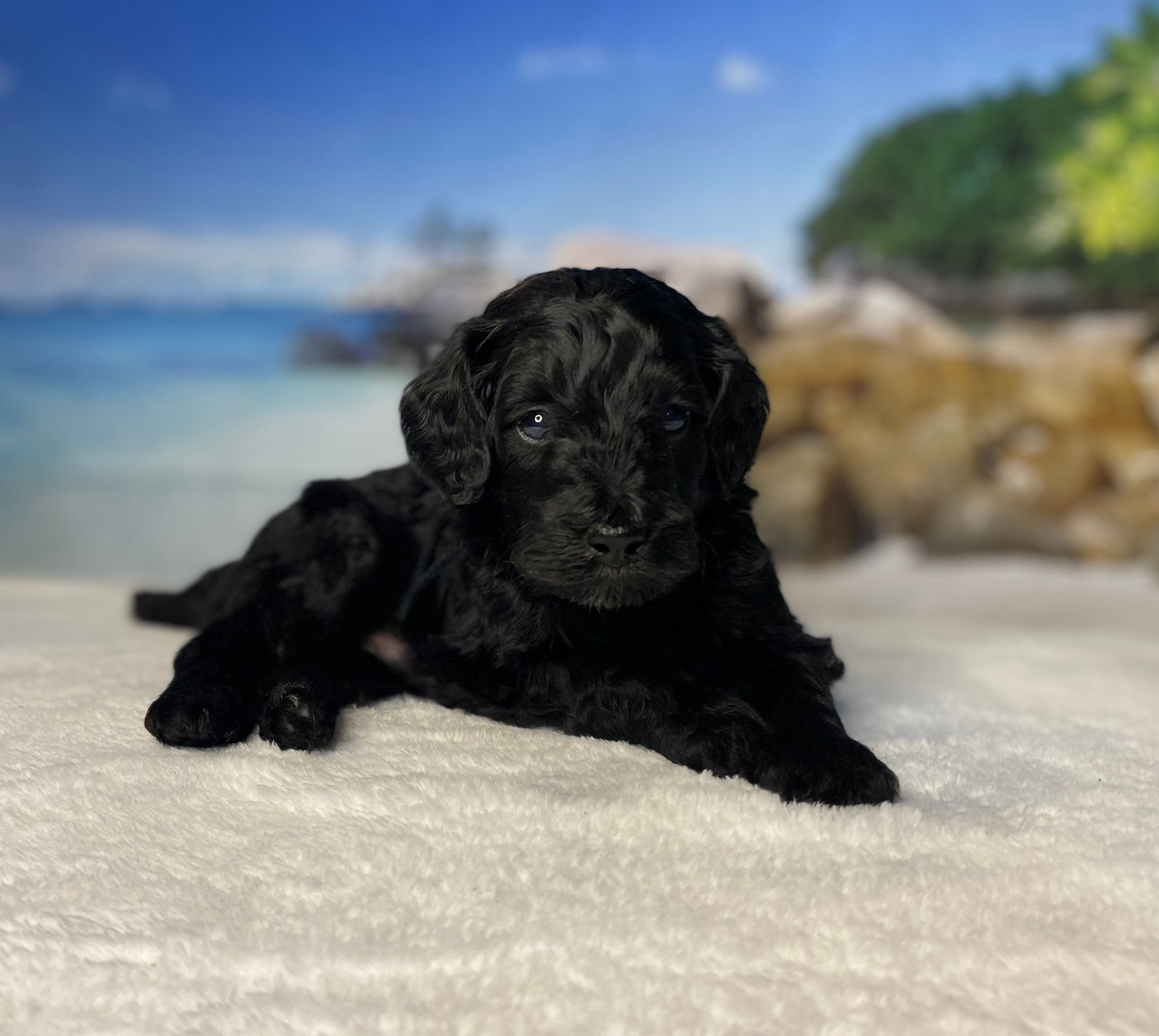 A black puppy is laying on a white blanket on a beach.