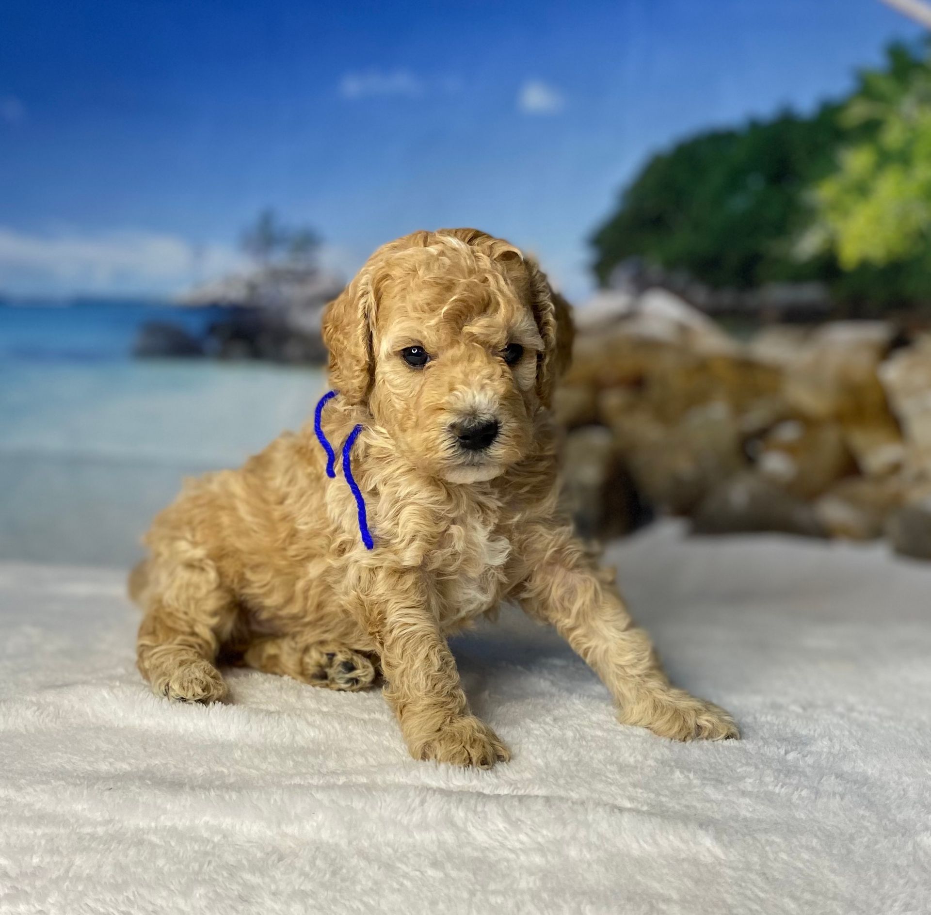 A puppy with a blue ribbon around its neck is sitting on a blanket.