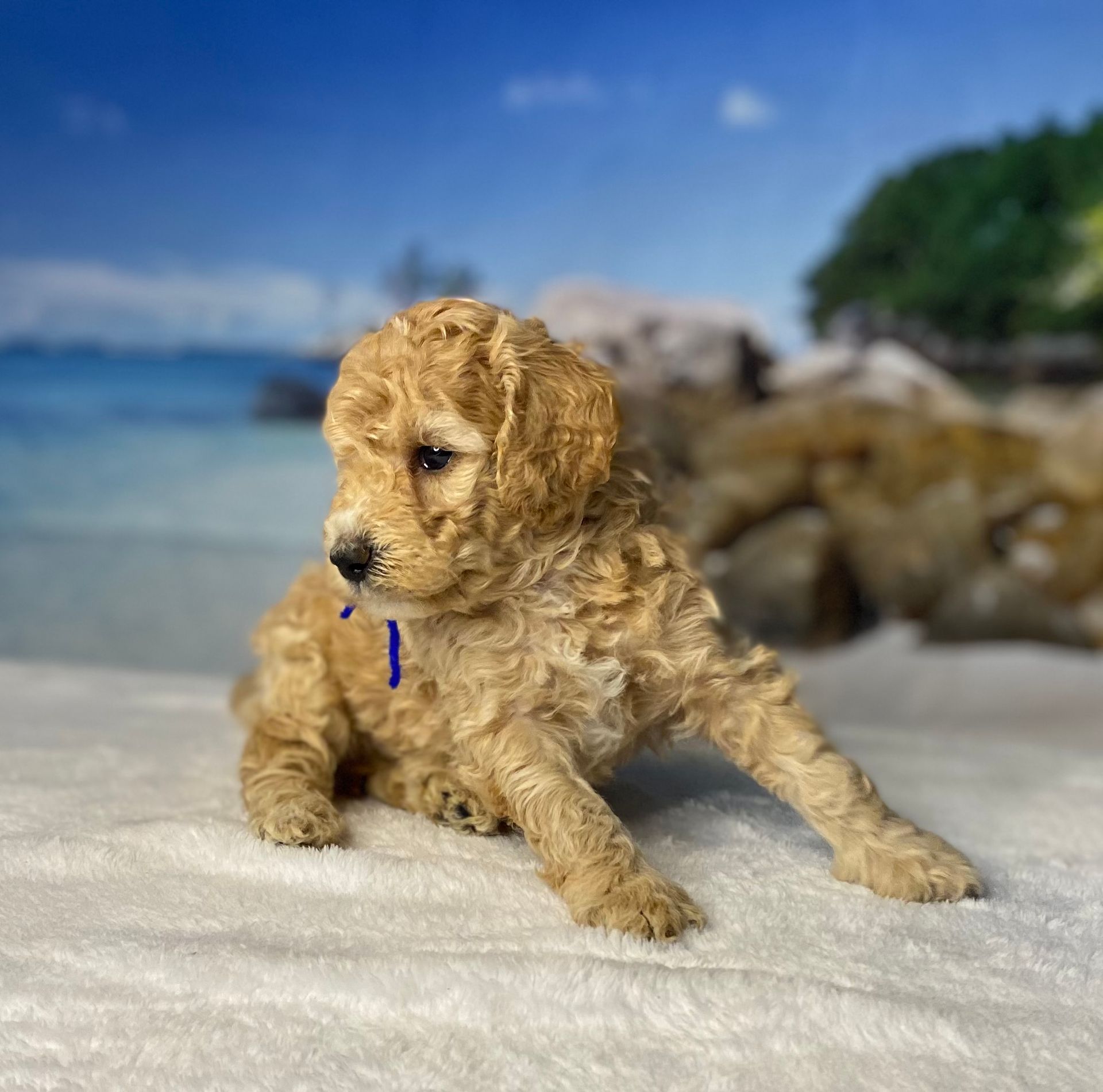 A small poodle puppy with a blue collar is laying on a white blanket.