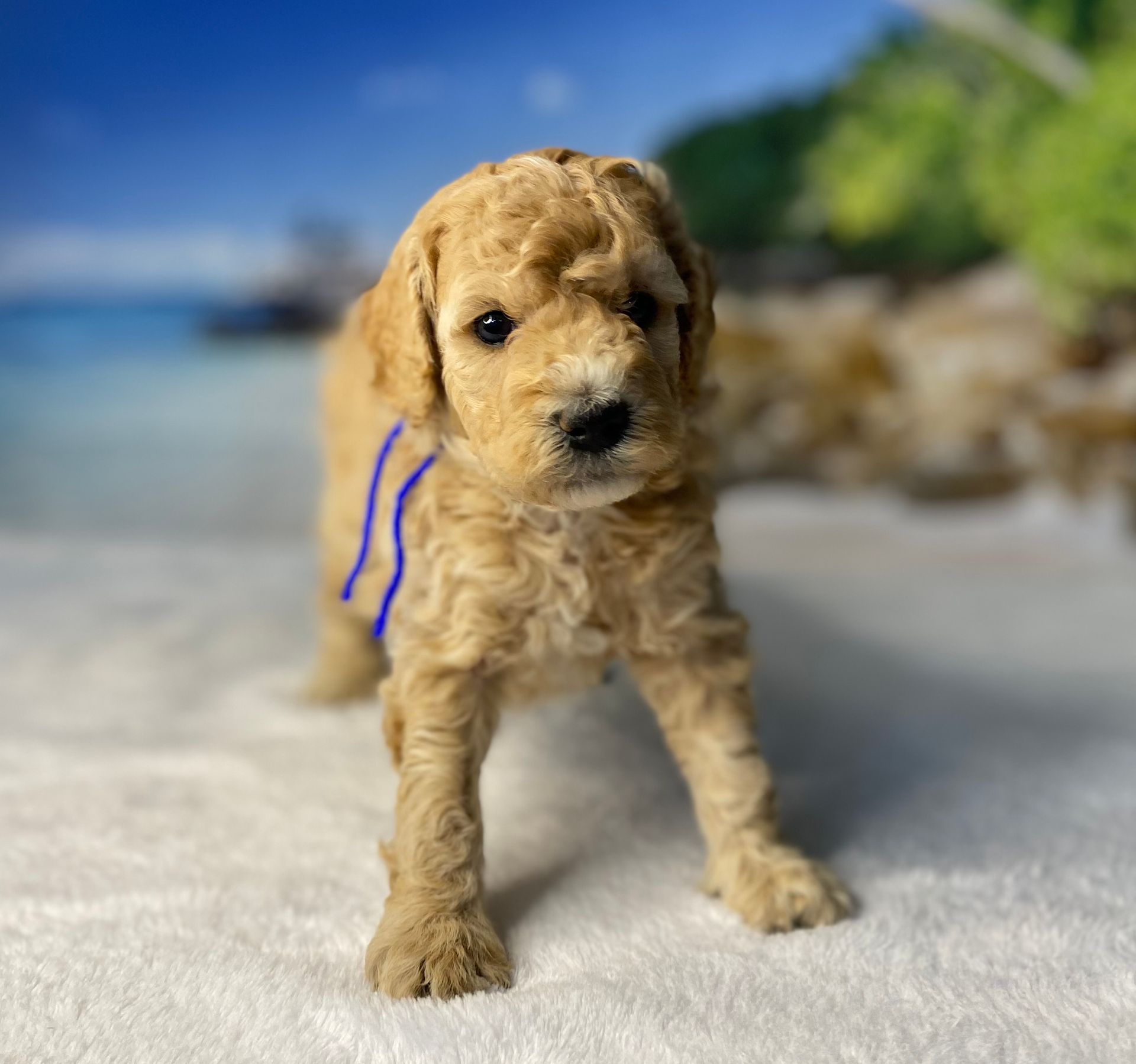 A puppy with a blue ribbon around its neck is standing on a white blanket.