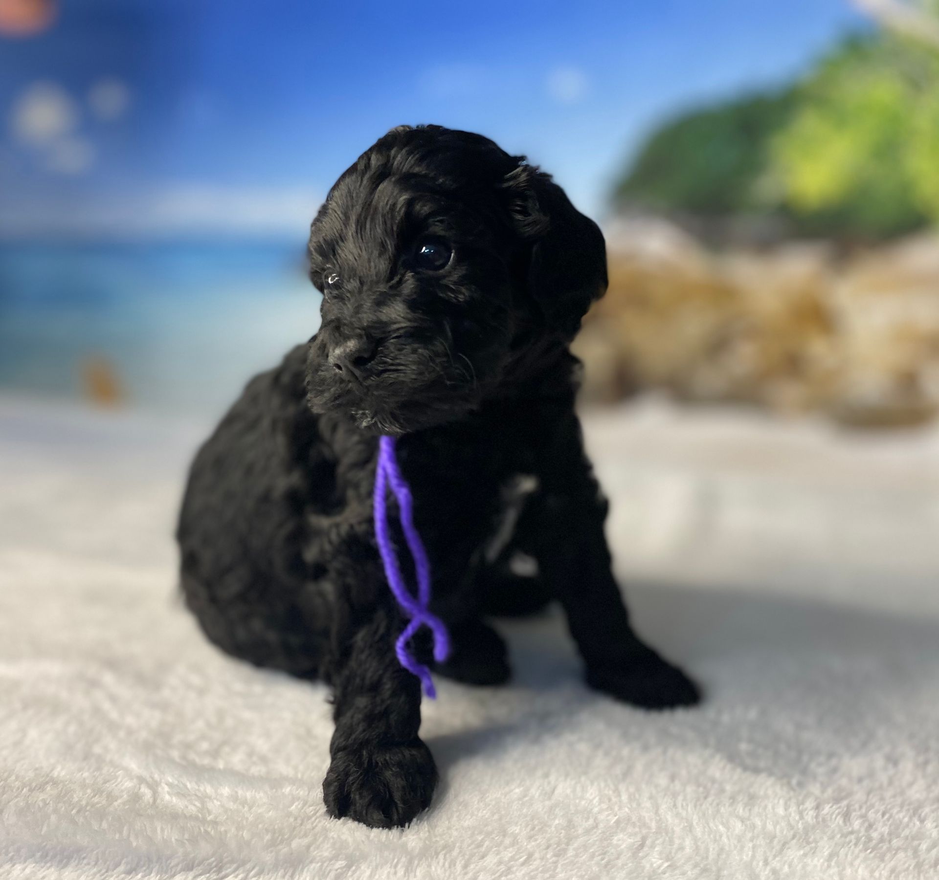 A black puppy with a purple ribbon around its neck