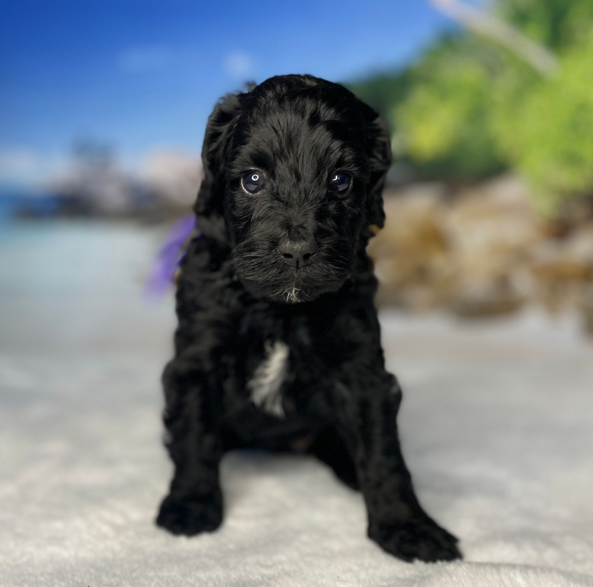 A black puppy is sitting on a white blanket and looking at the camera.