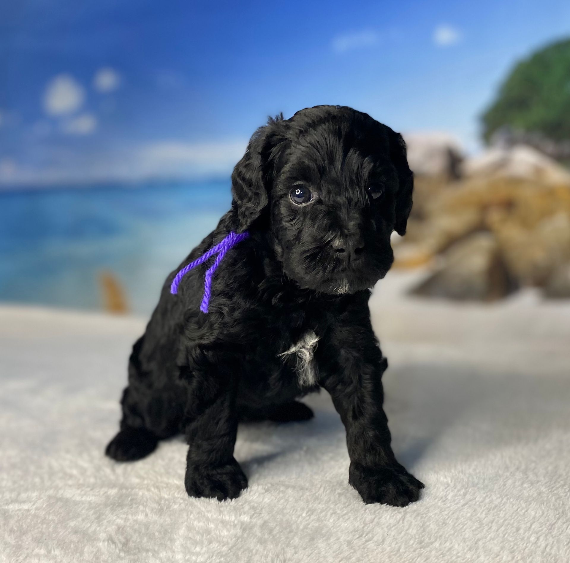 A black puppy with a purple ribbon around its neck