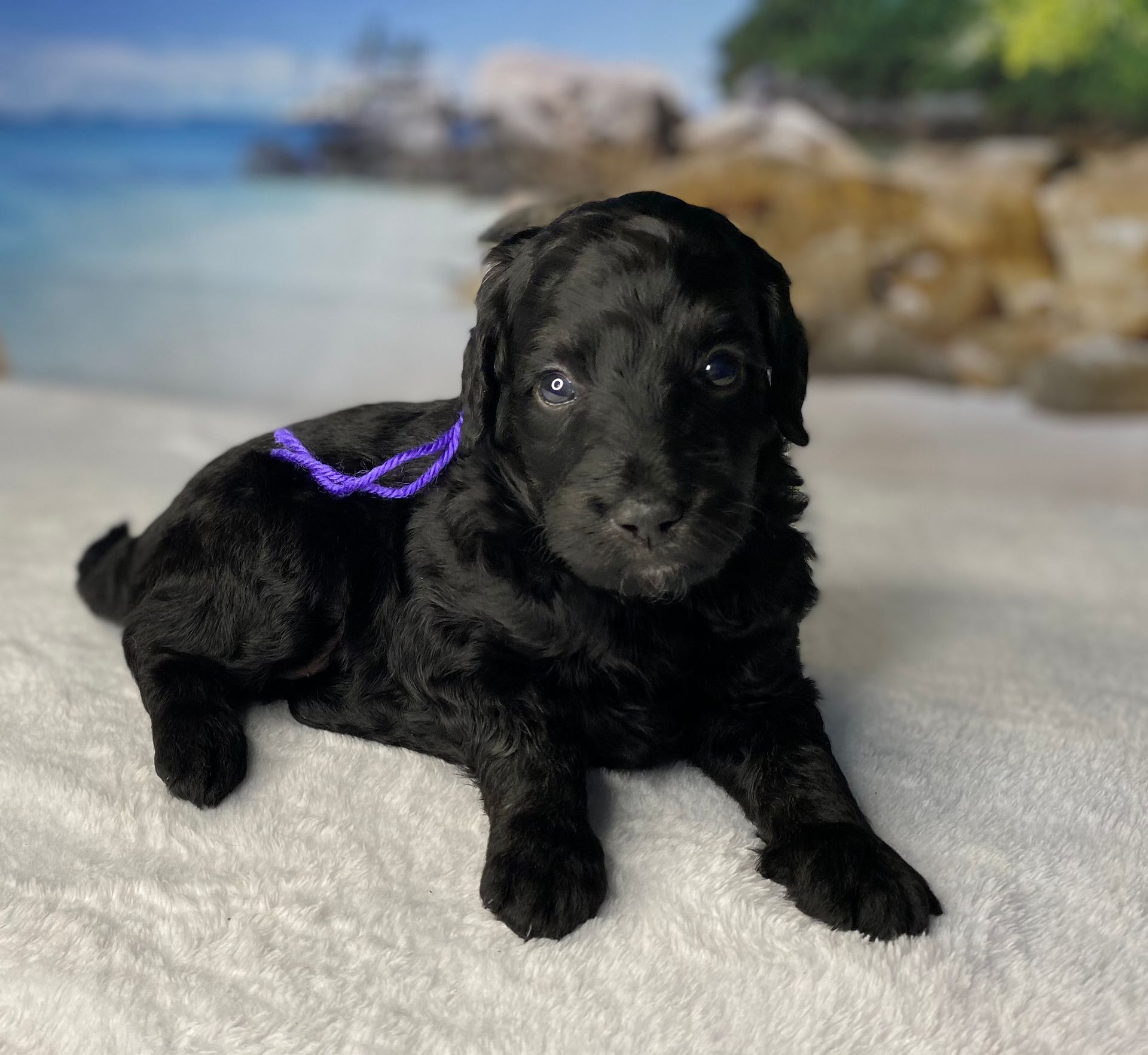 A black puppy with a purple ribbon around its neck is laying on a white blanket.