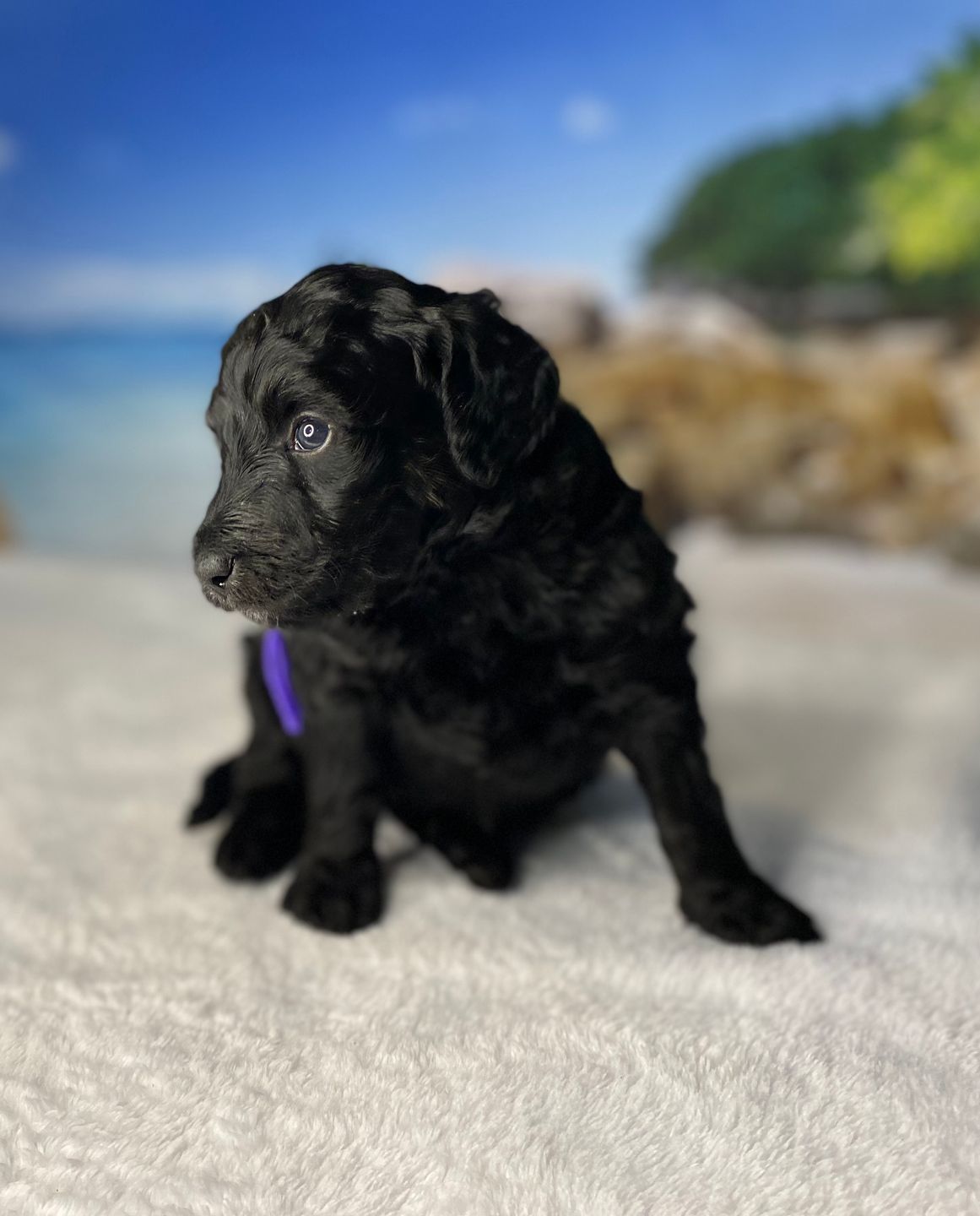 A black puppy with a purple collar is sitting on a white blanket.