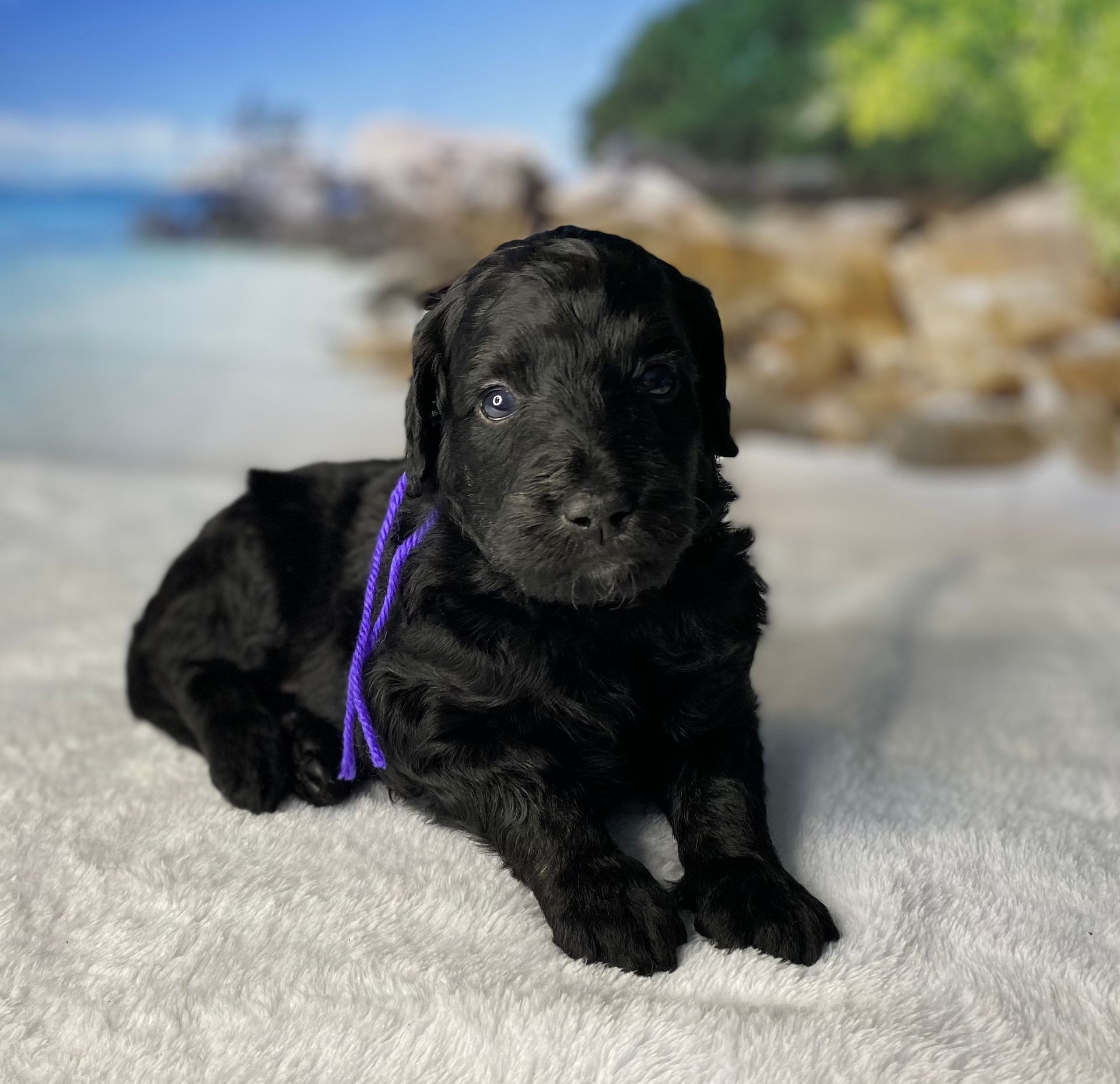 A black puppy with a purple collar is laying on a white blanket