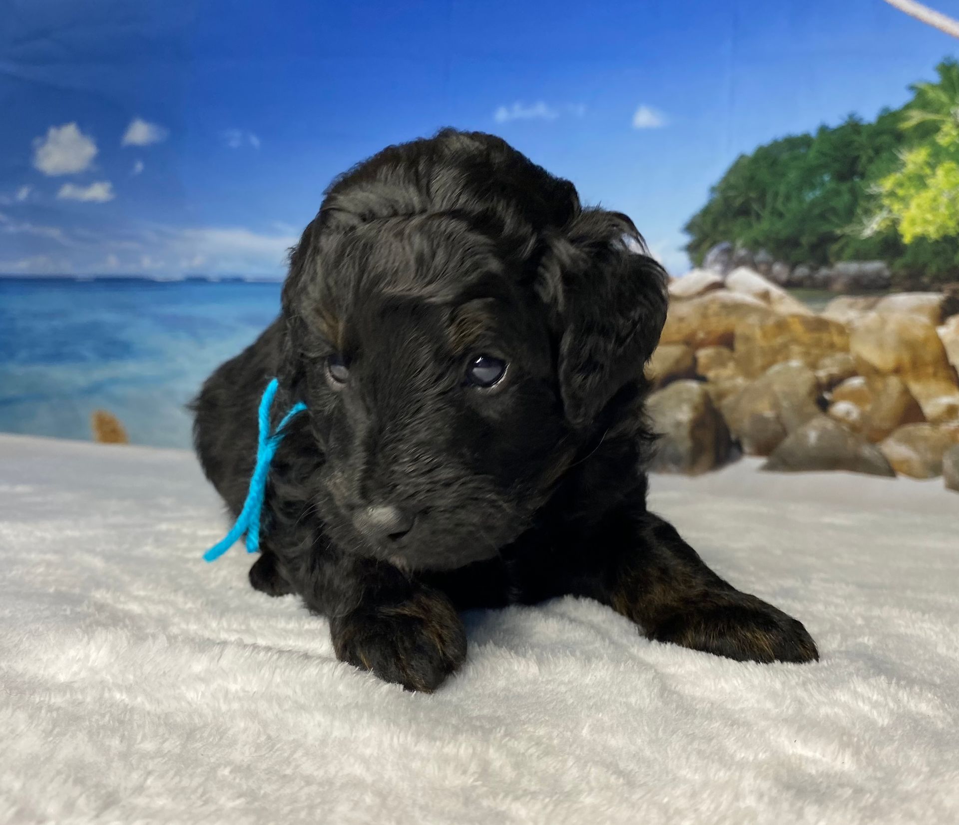 A black puppy with a blue ribbon around its neck is laying on a blanket.