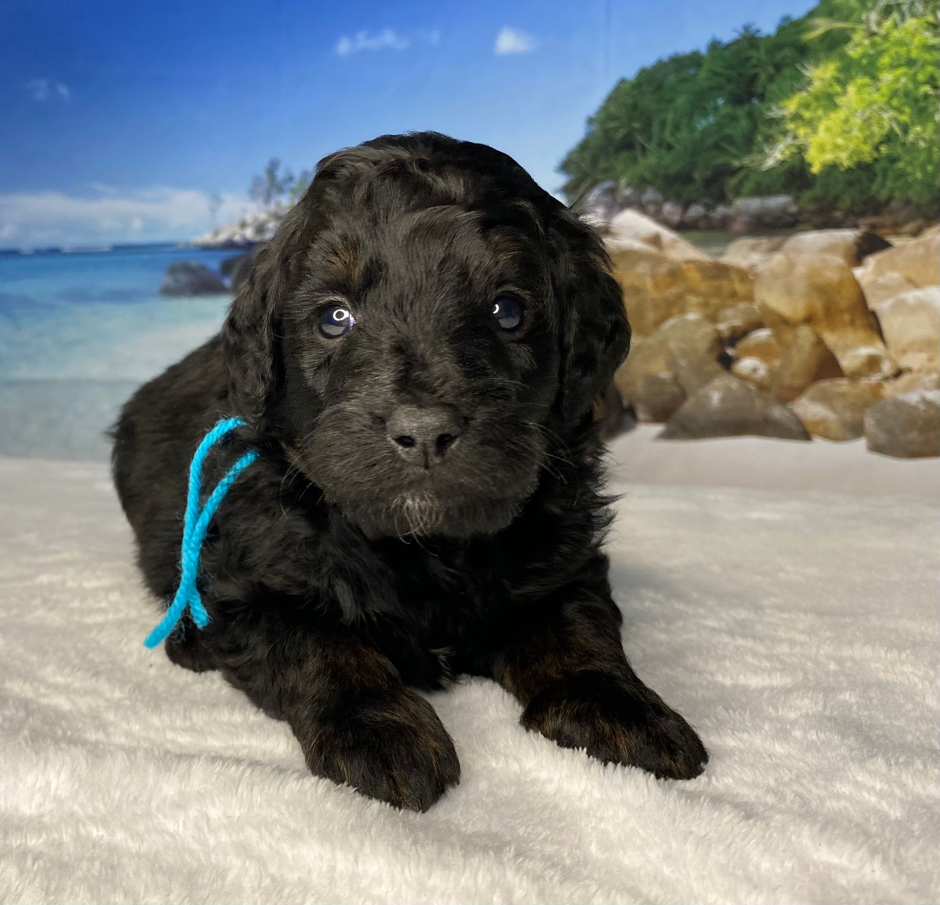 A black puppy with a blue ribbon around its neck