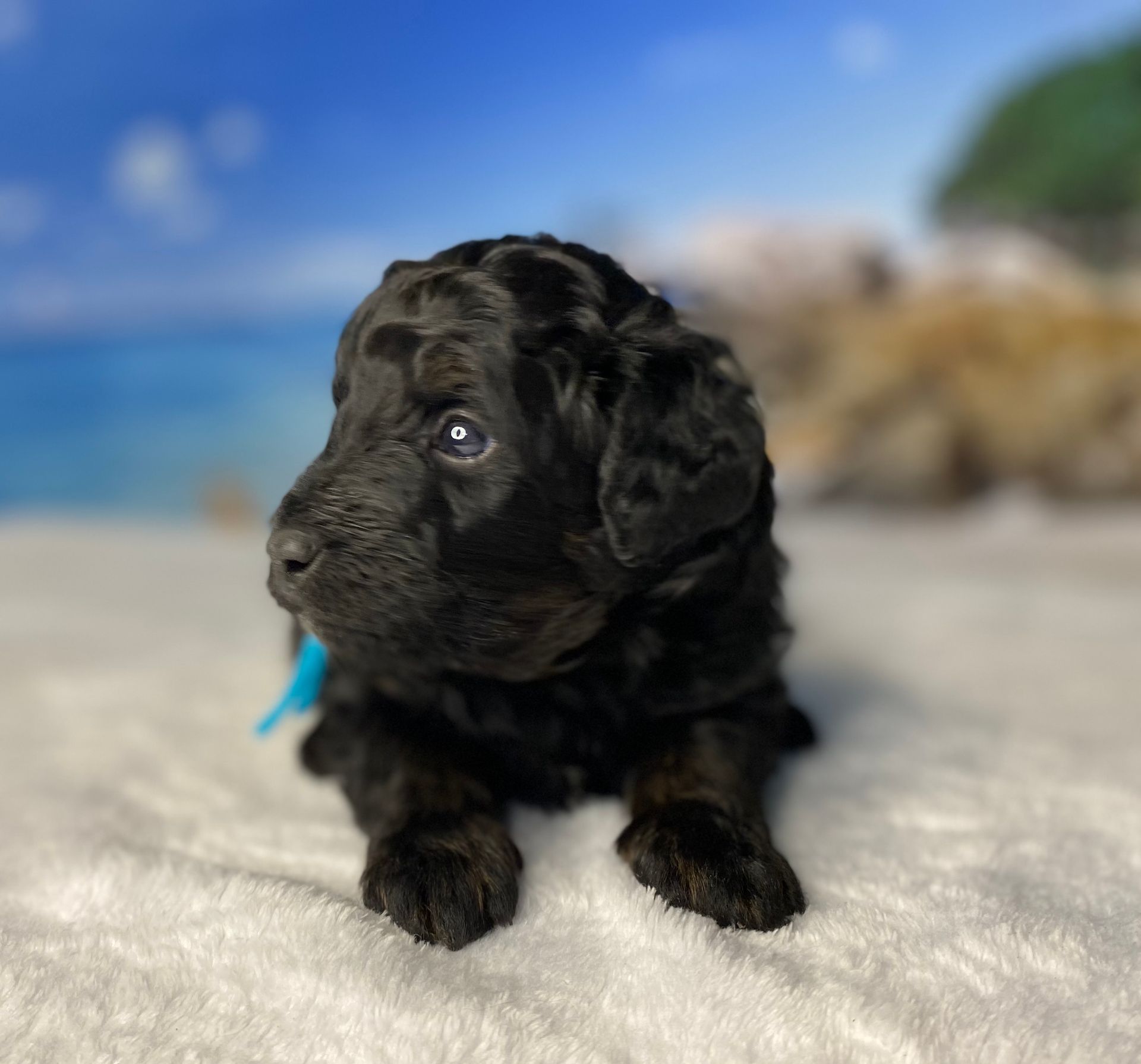 A black puppy with a blue collar is laying on a white blanket