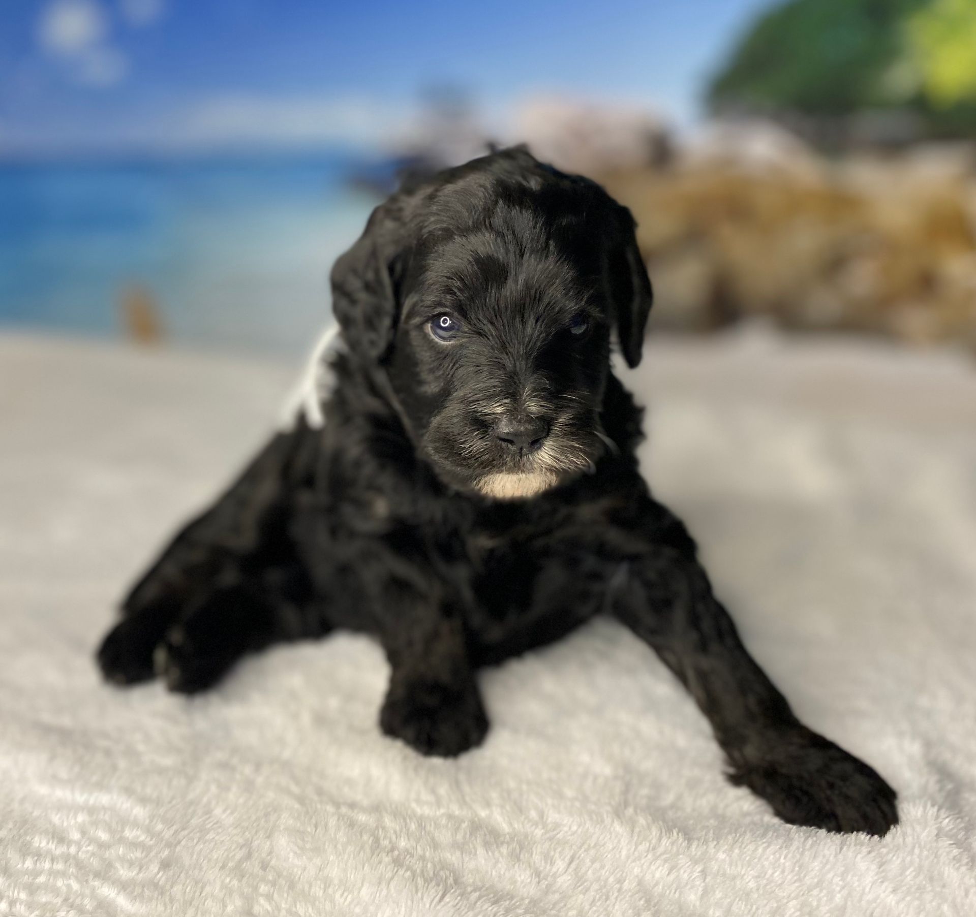 A black and white puppy is laying on a white blanket.