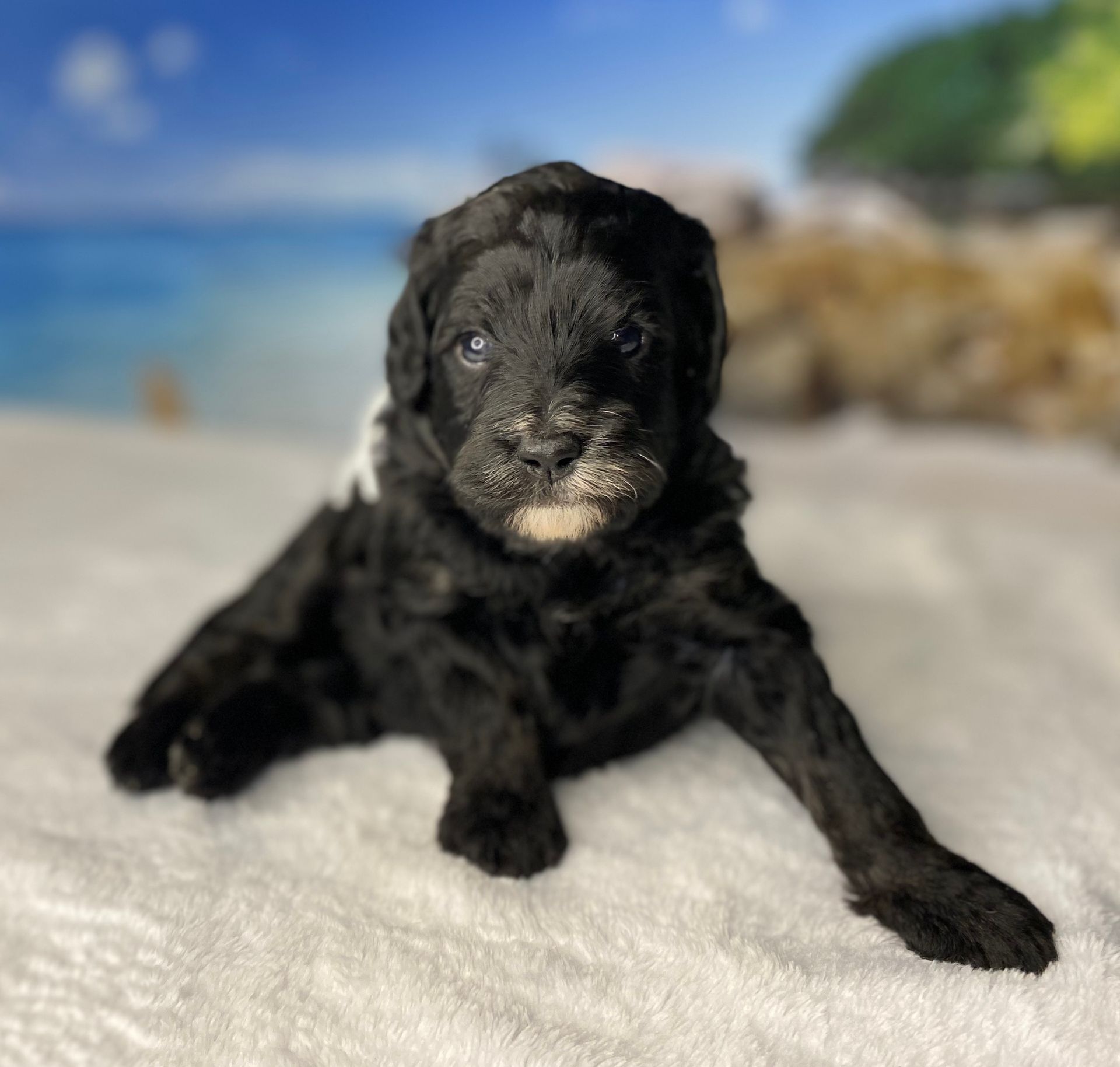 A black puppy is laying on a white blanket on the beach.